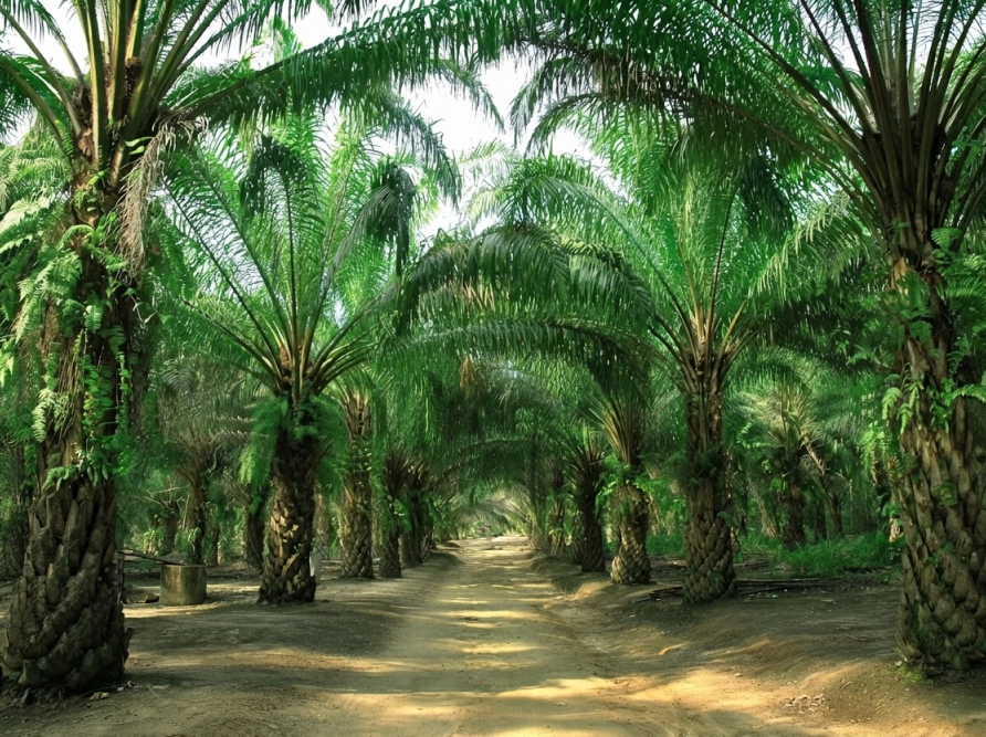 Mejor-Fertilizante-Palma-Honduras