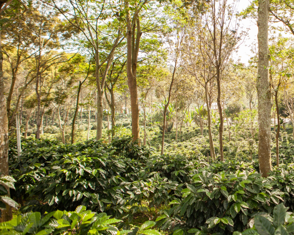 mejor-fertilizante-cafe-honduras