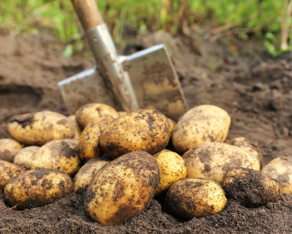 Mejor-fertilizante-papa-Honduras